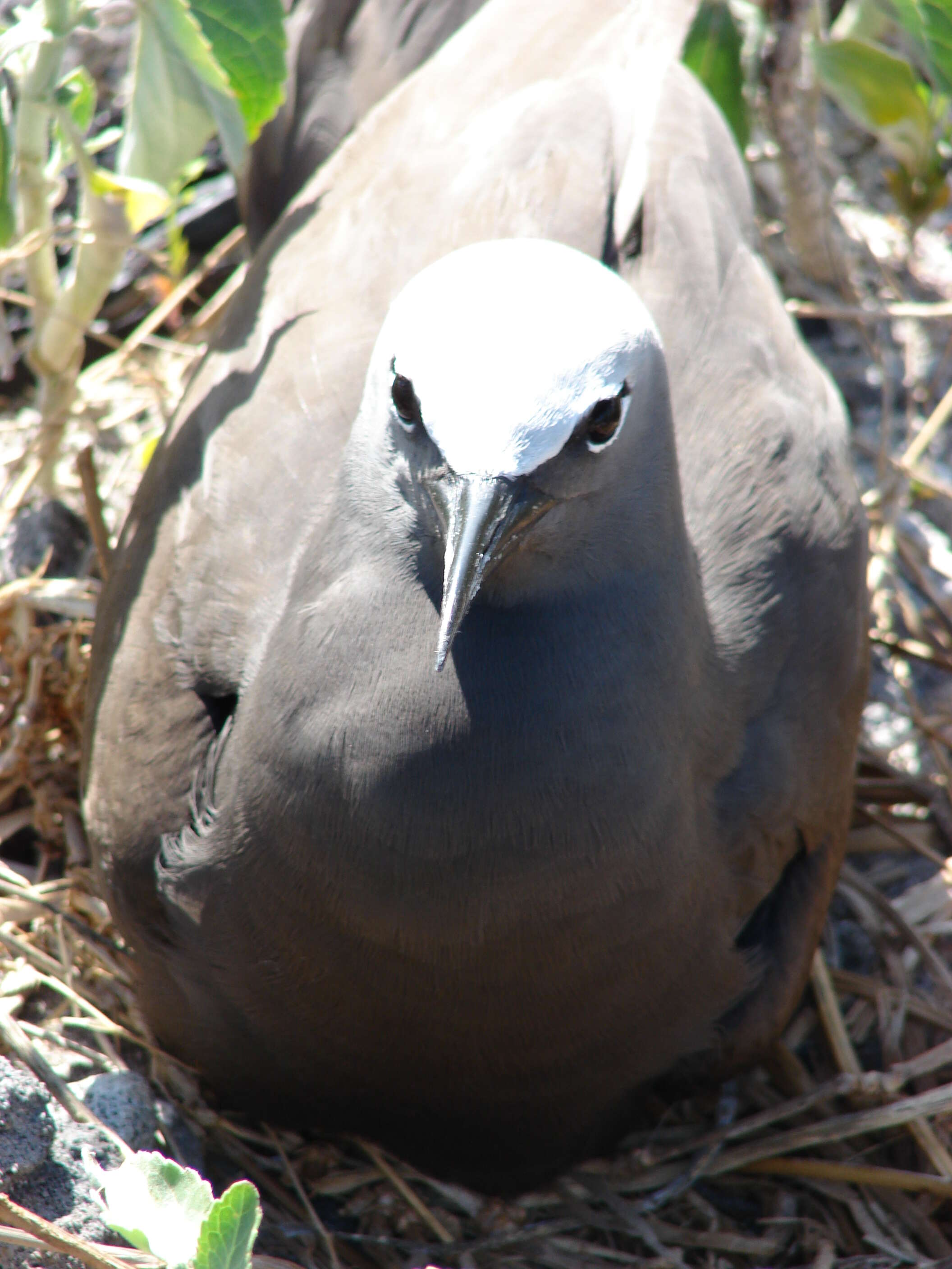 Image of Brown Noddy