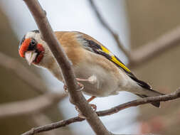 Image of European Goldfinch