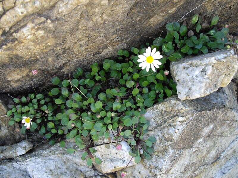 Image de Bellium fausse pâquerette