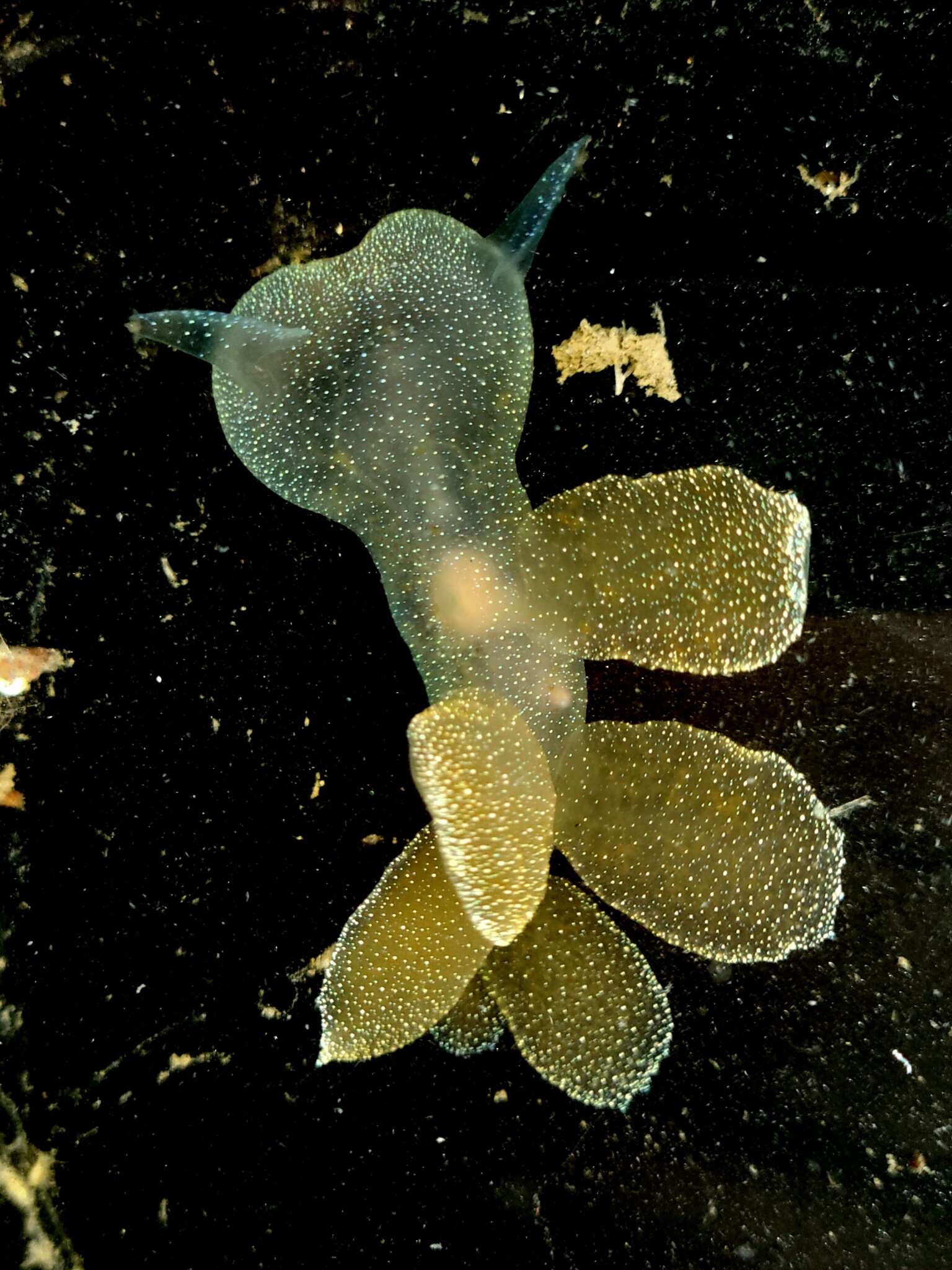 Image of Hooded sea slug