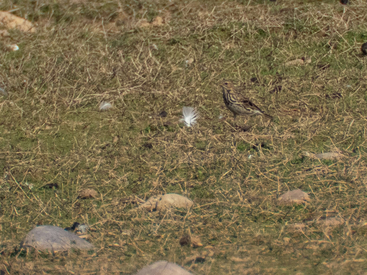 Image of Red-throated Pipit