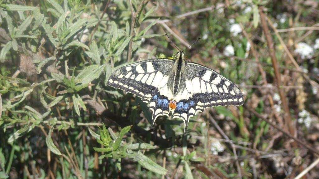 Image of Old World Swallowtail