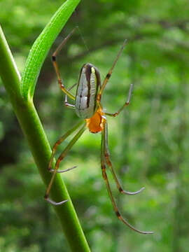 Image of Leucauge celebesiana (Walckenaer 1841)