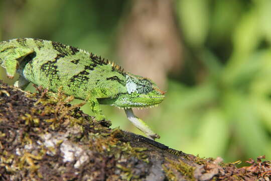 Image de Trioceros balebicornutus (Tilbury 1998)