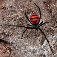 Plancia ëd Latrodectus curacaviensis (Müller 1776)