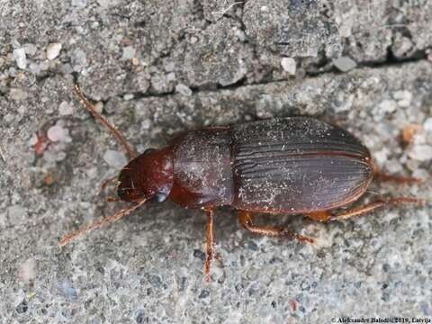 صورة Harpalus (Harpalus) luteicornis (Duftschmid 1812)