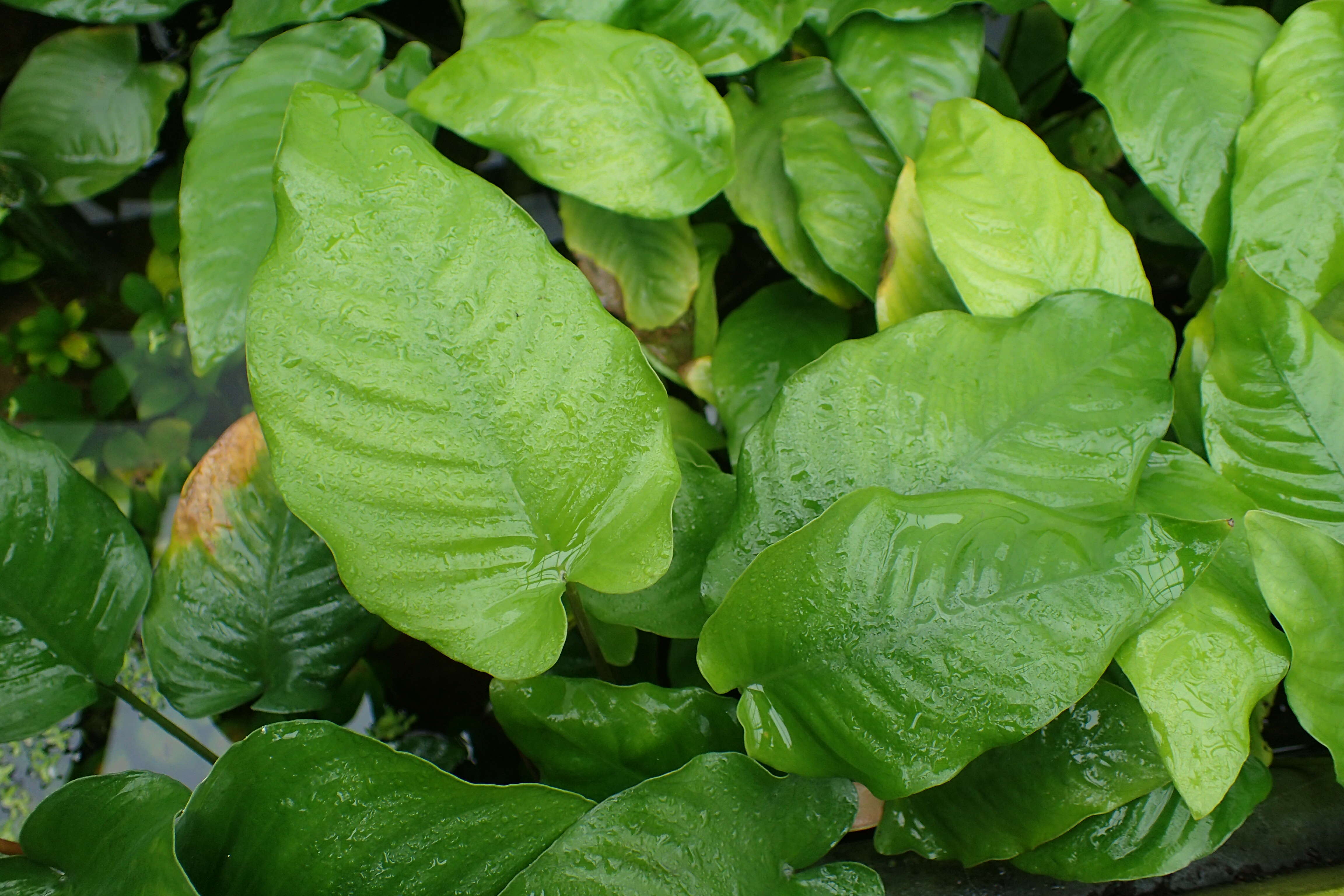 Image of Anubias barteri Schott