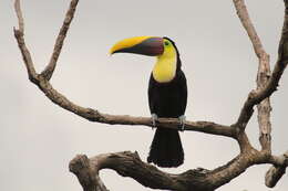 Image of Chestnut-mandibled Toucan