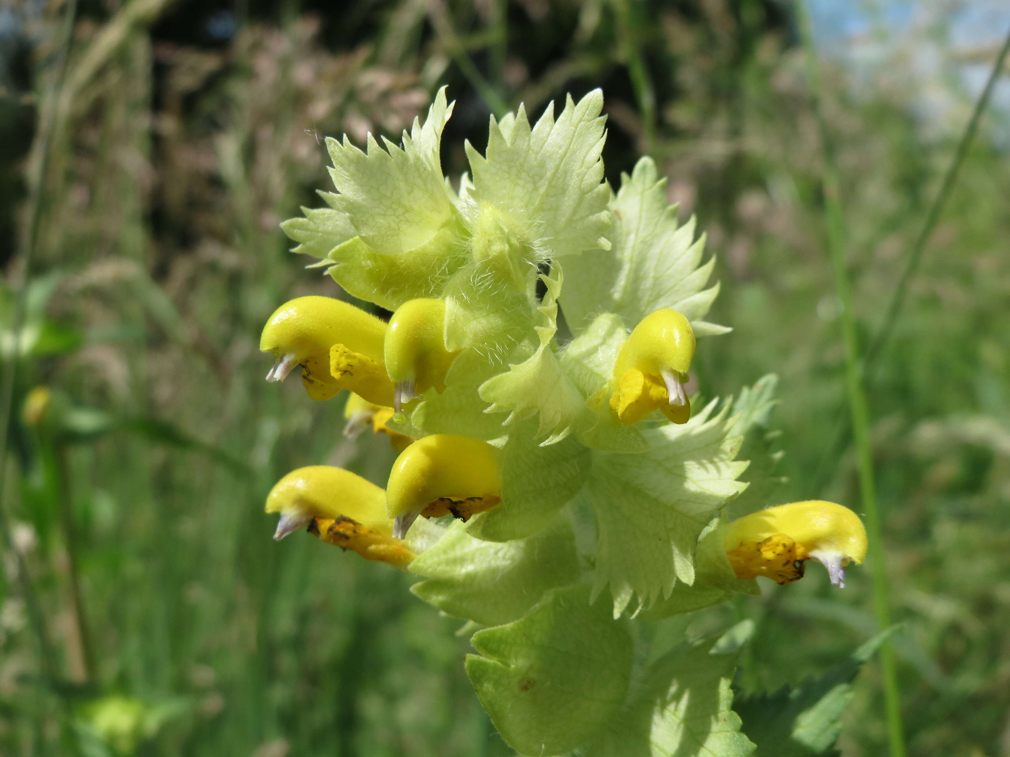 Image of European yellow rattle