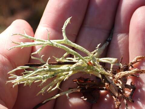 Image of Thorn cladonia