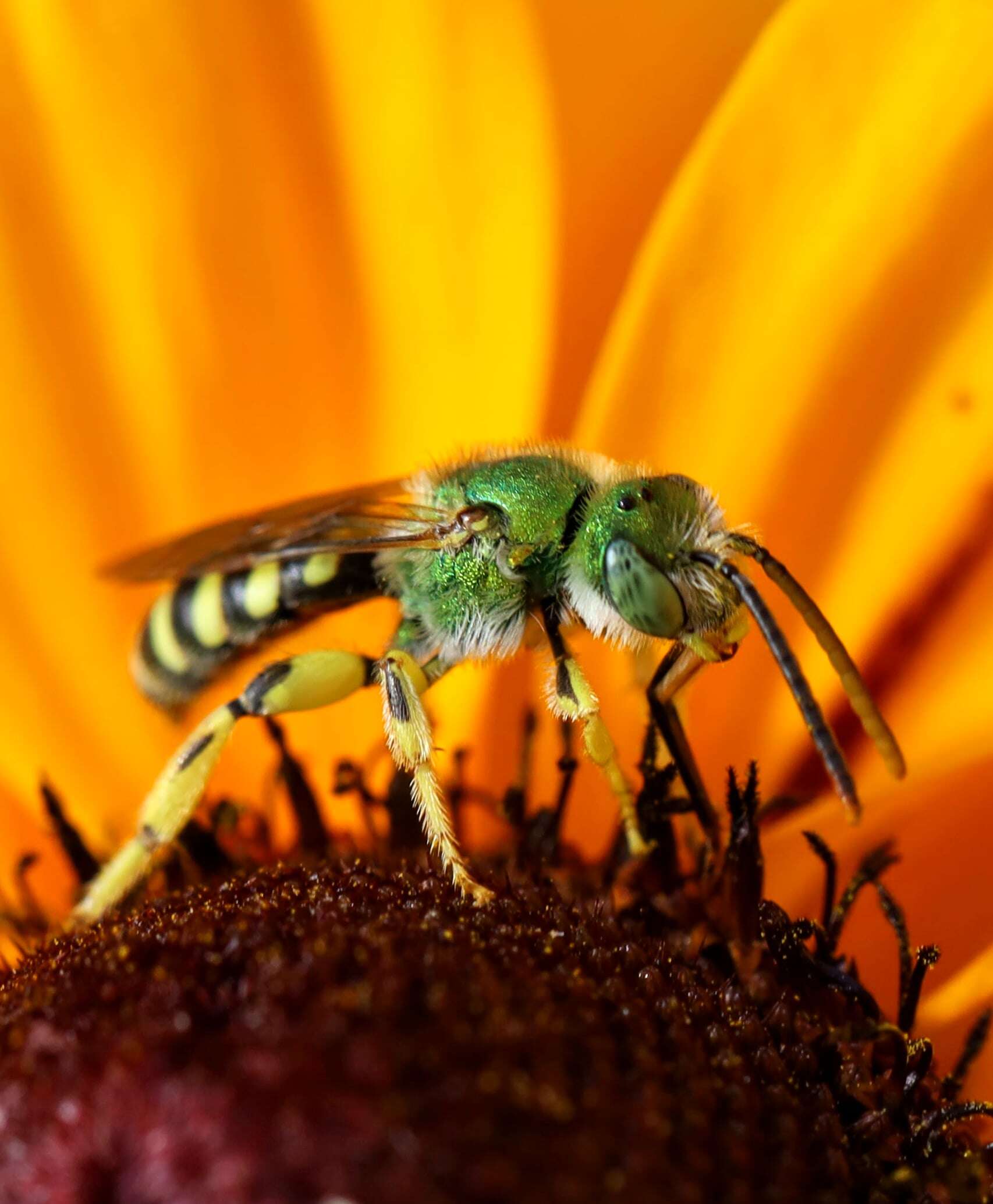 Agapostemon texanus Cresson 1872的圖片