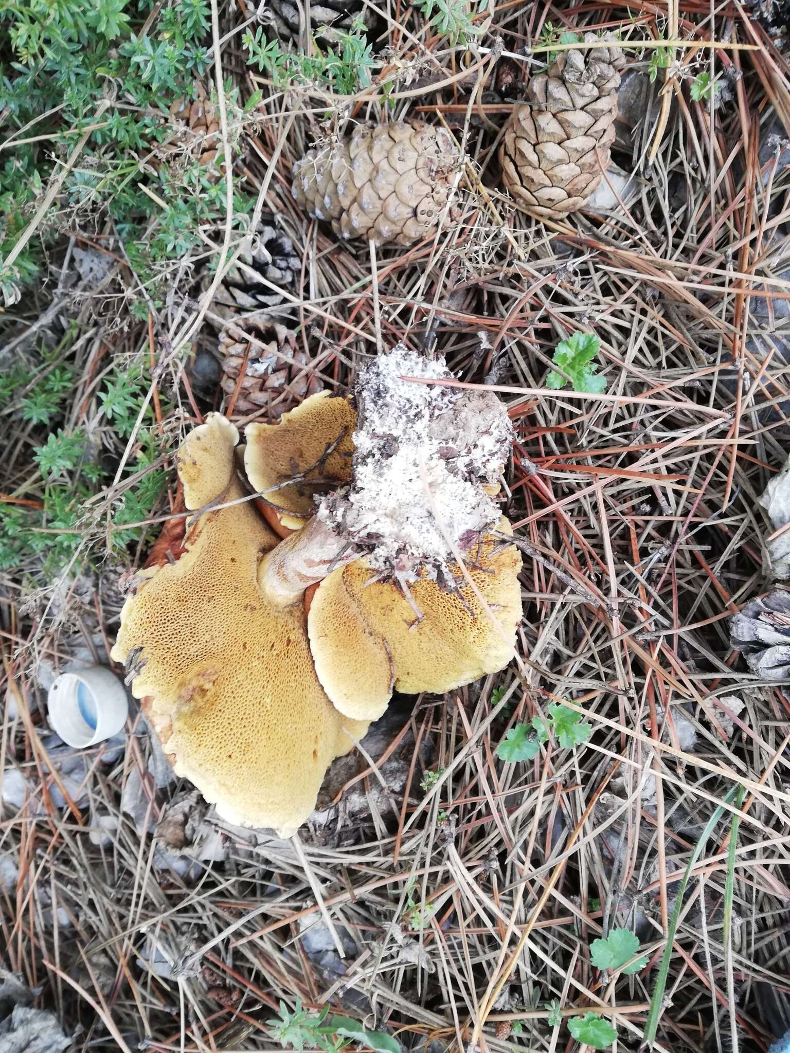 Image of Suillus granulatus (L.) Roussel 1796