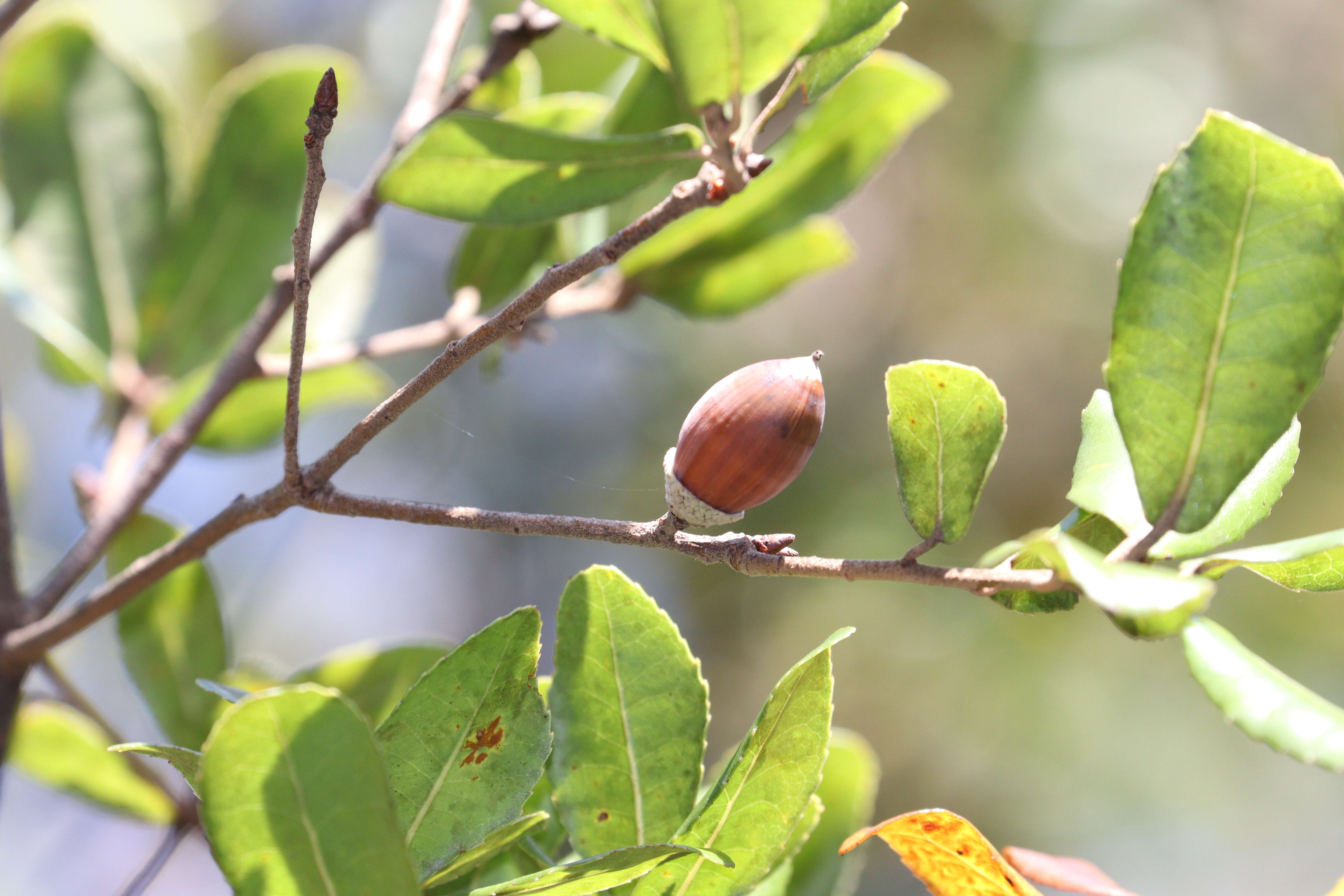 Image of <i>Quercus phillyraeoides</i>