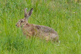 Image of brown hare, european hare