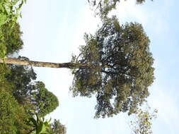 Image de Calophyllum austroindicum Kosterm. ex P. F. Stevens