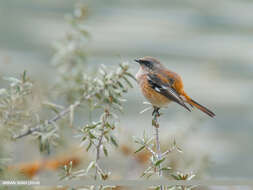 Image of Eversmann's Redstart