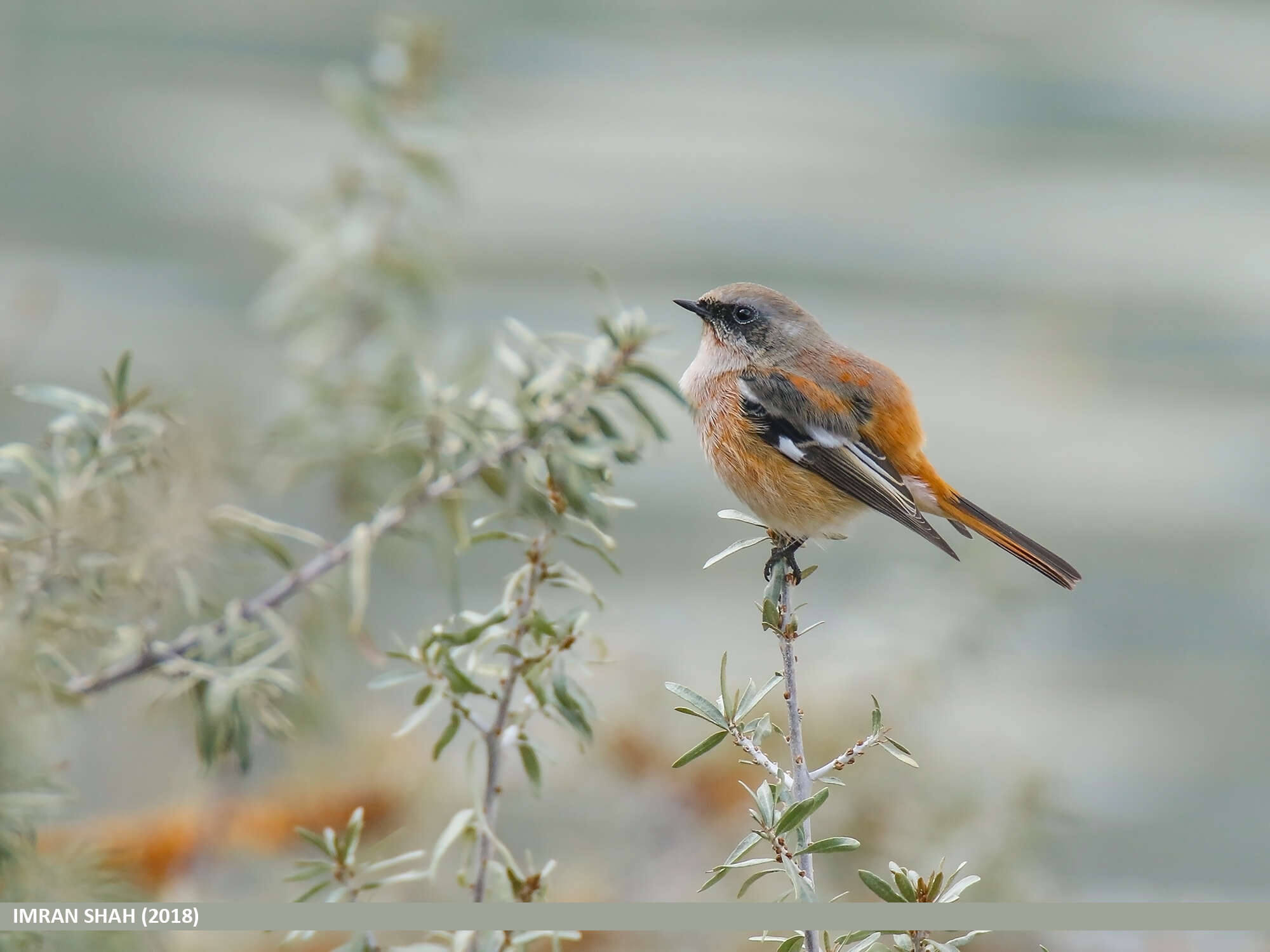 Image of Eversmann's Redstart