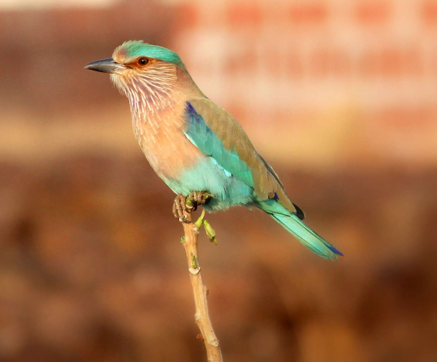 Imagem de Coracias benghalensis (Linnaeus 1758)