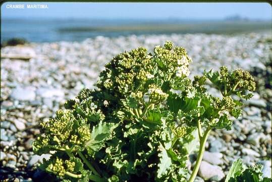 Image of sea kale