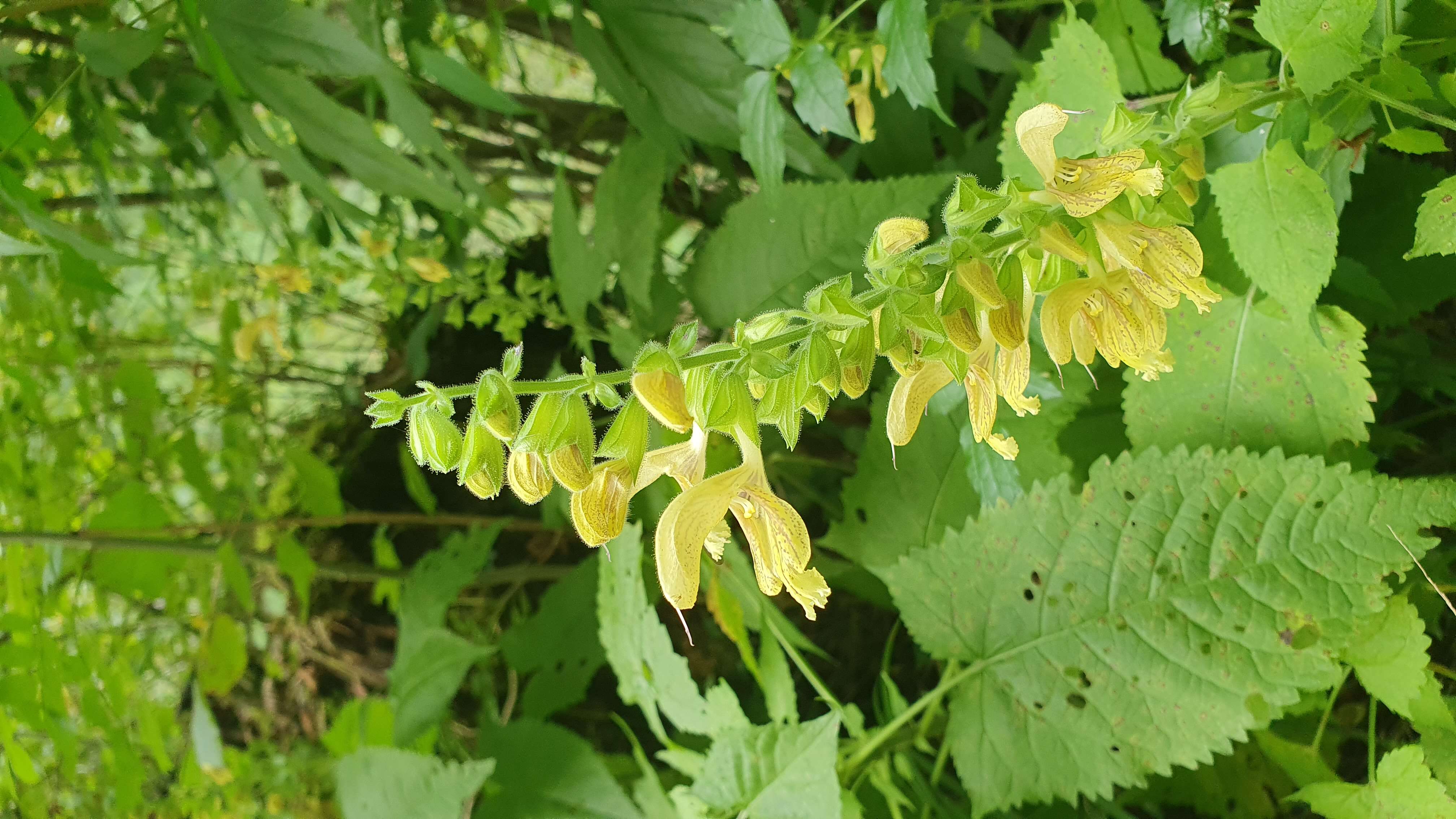 Imagem de Salvia glutinosa L.