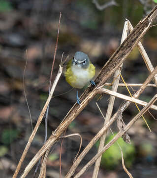 Image of Blue-headed Vireo