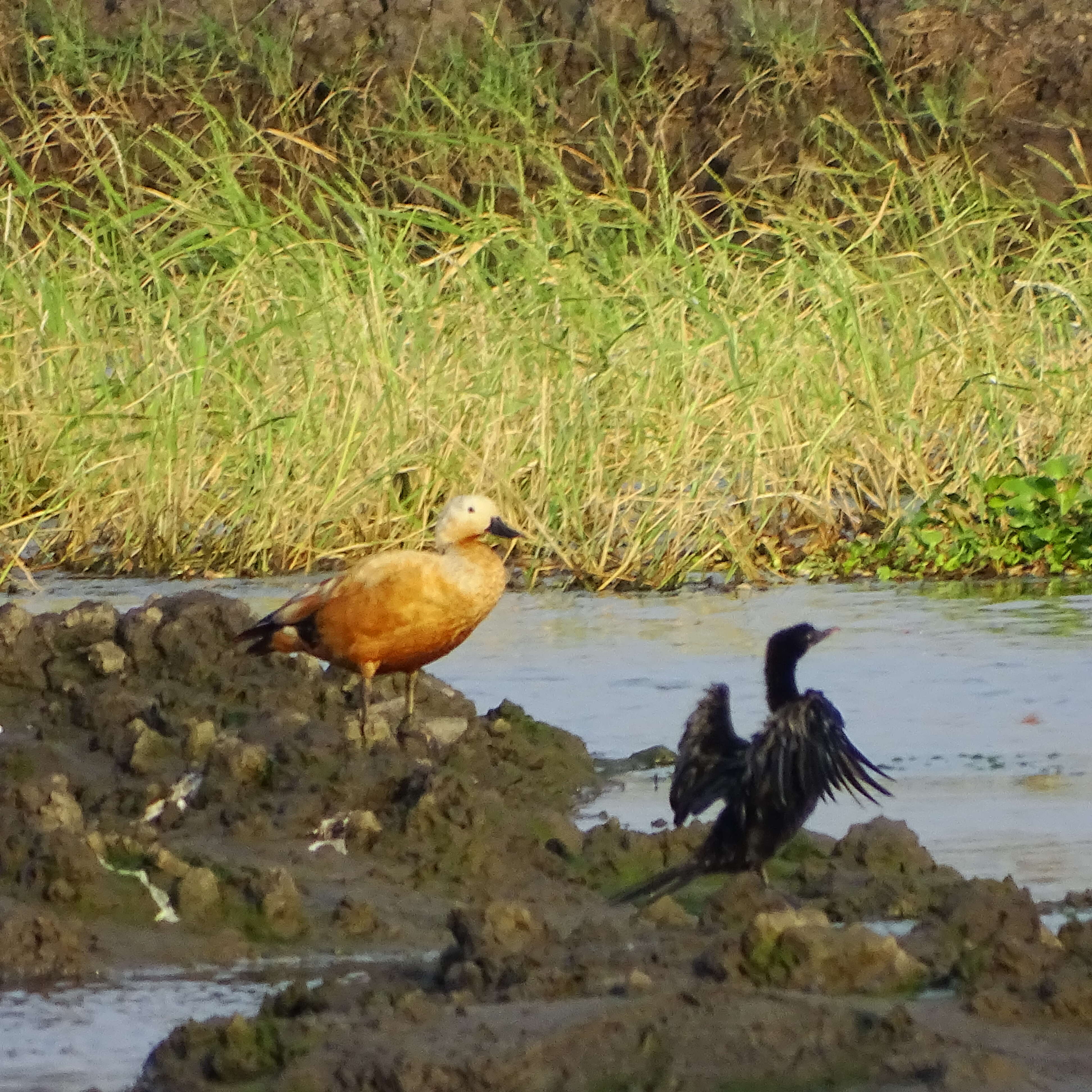 Image of Ruddy Shelduck