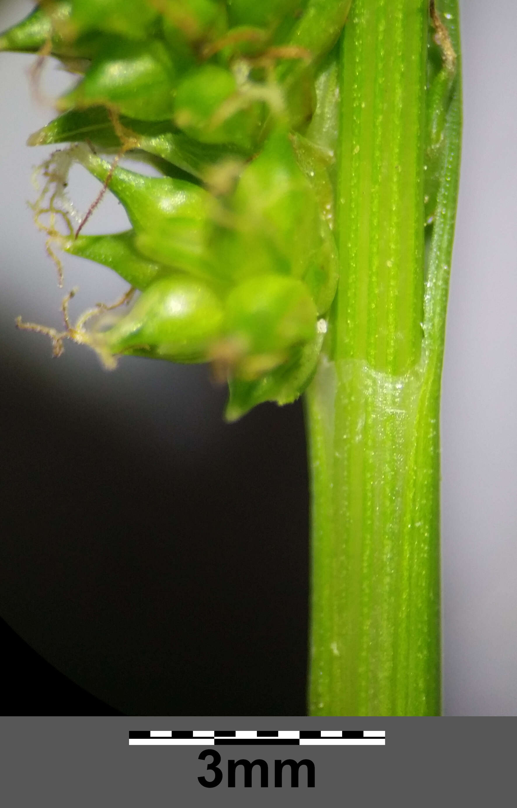 Image of Carex viridula