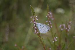 Image of holly blue