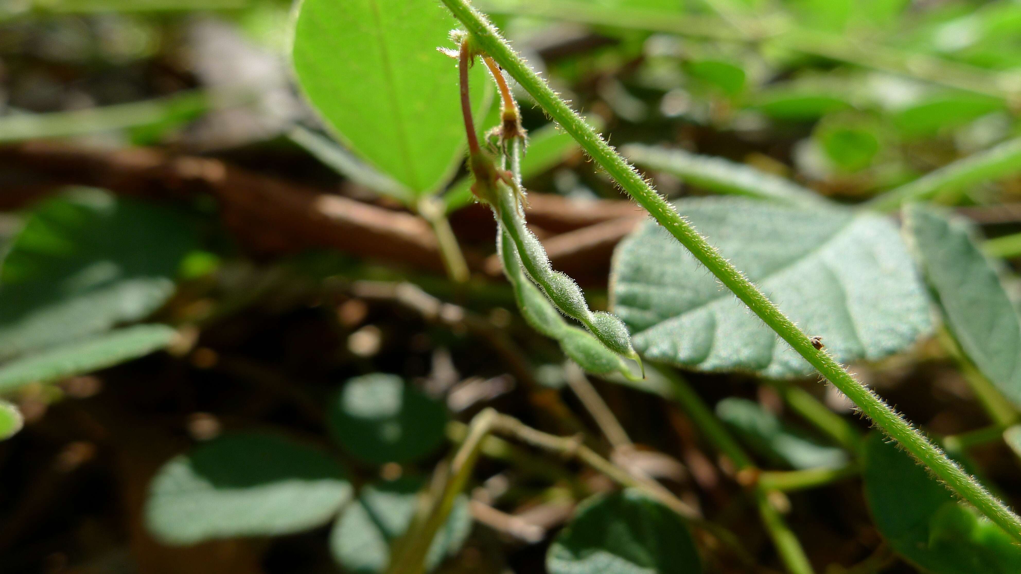 صورة Desmodium rhytidophyllum Benth.