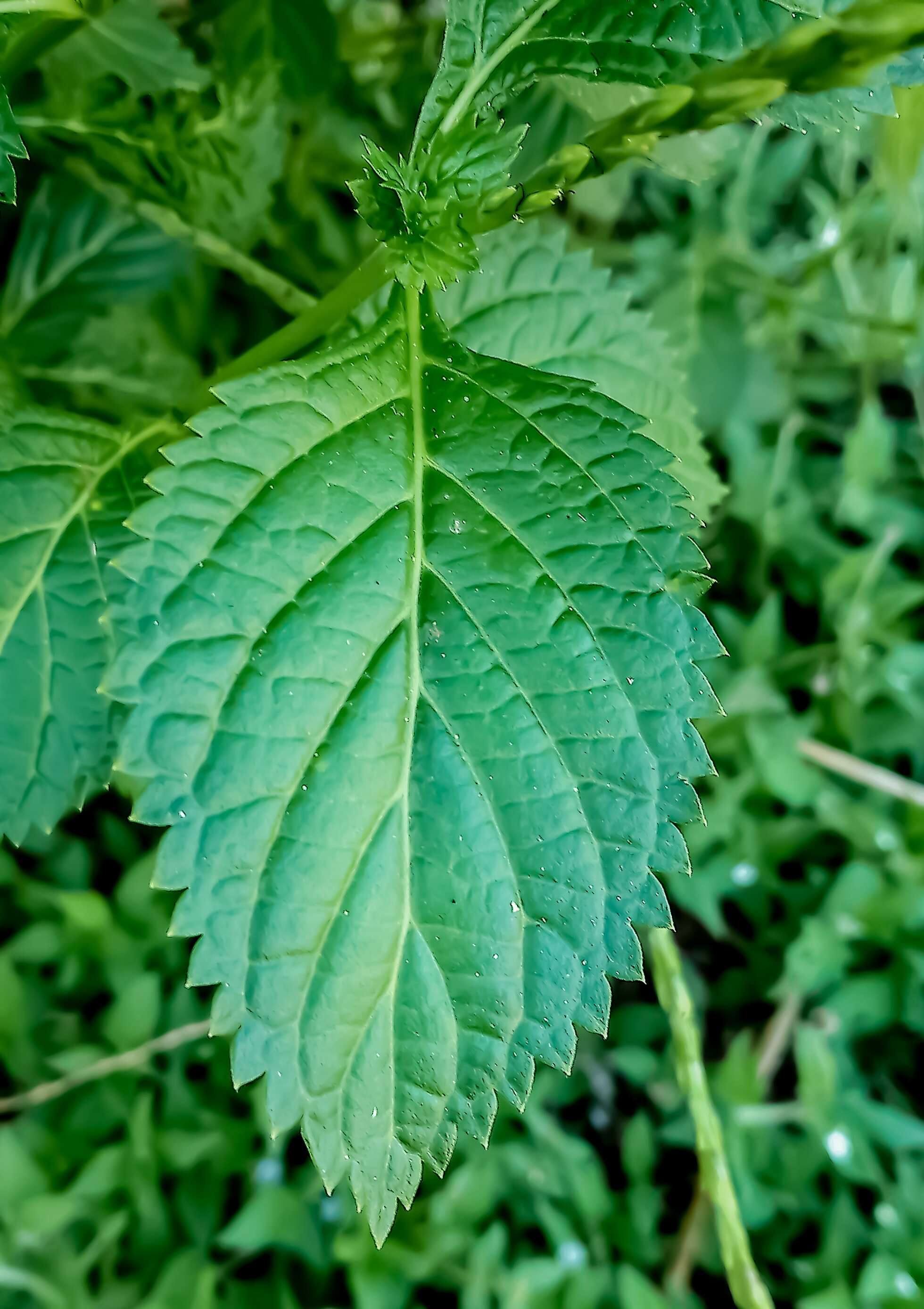 Image of Stachytarpheta indica (L.) Vahl