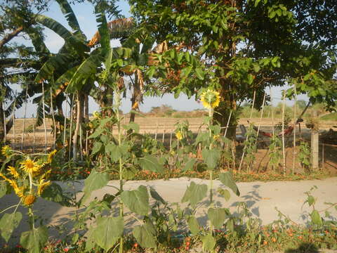 Image of common sunflower