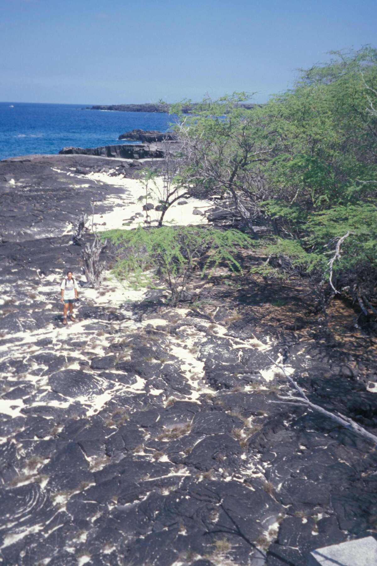 Image of kiawe