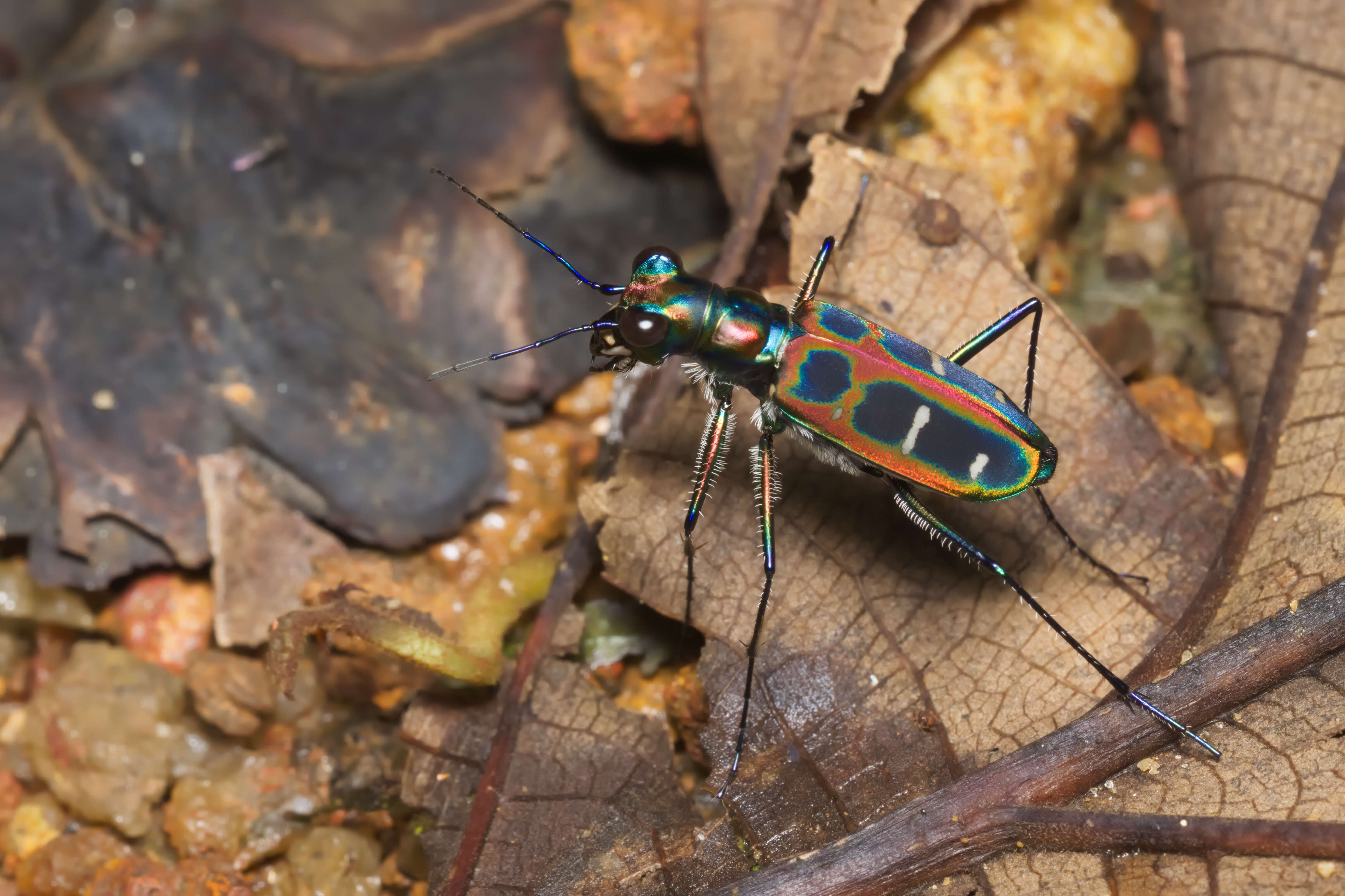 Image de Cicindela (Cosmodela) duponti Dejean 1826