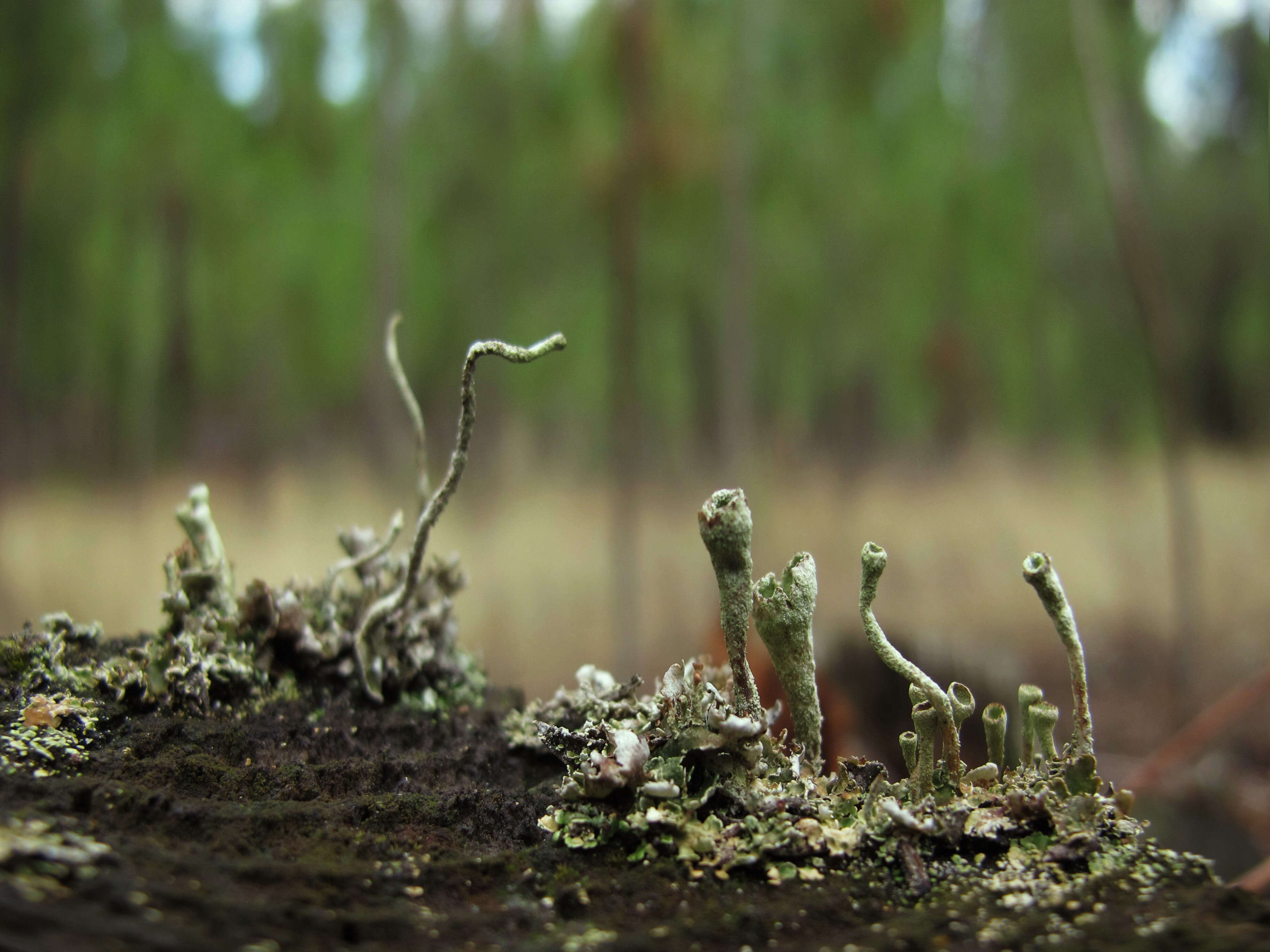 صورة Cladonia coniocraea (Flörke) Spreng.