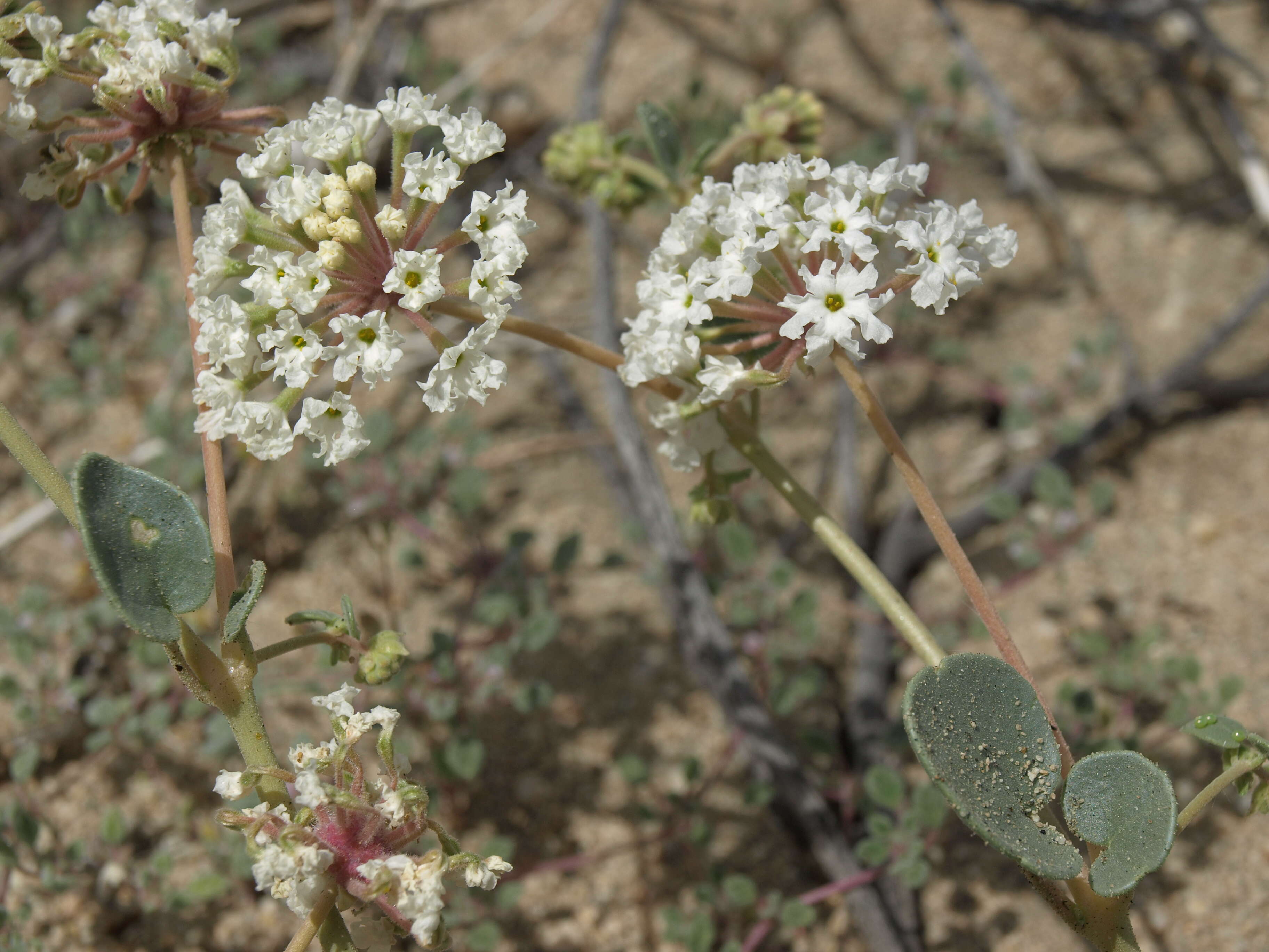 Image of transmontane sand verbena