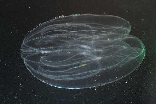 Image of comb jelly