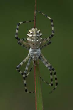 Image of Argiope lobata (Pallas 1772)