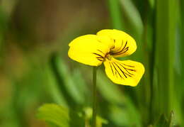 Image of arctic yellow violet