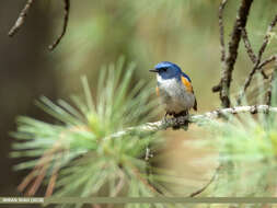 Image of Orange-flanked Bush-Robin