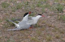 Image of Arctic Tern