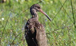 Image of limpkins