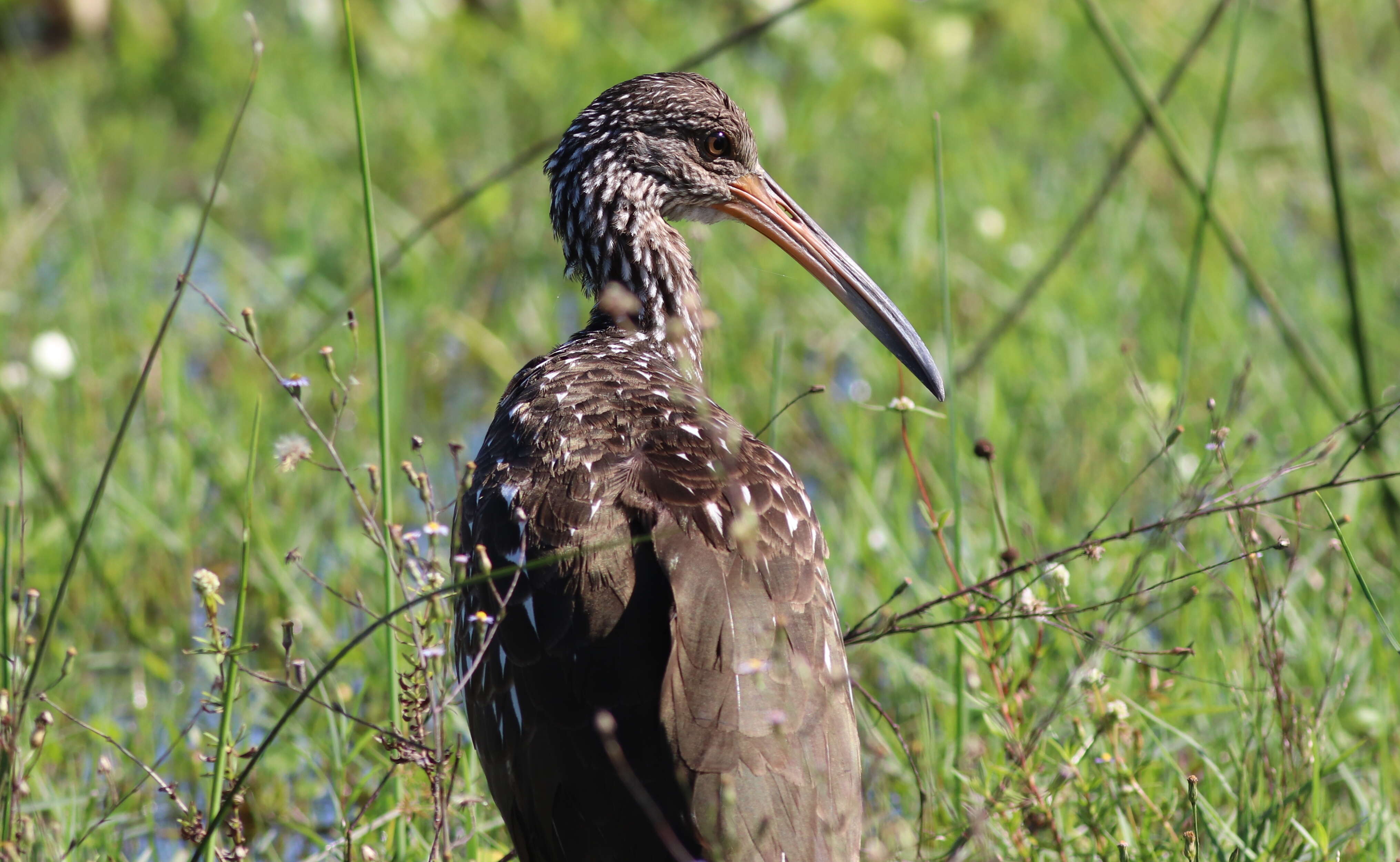 Image of limpkins