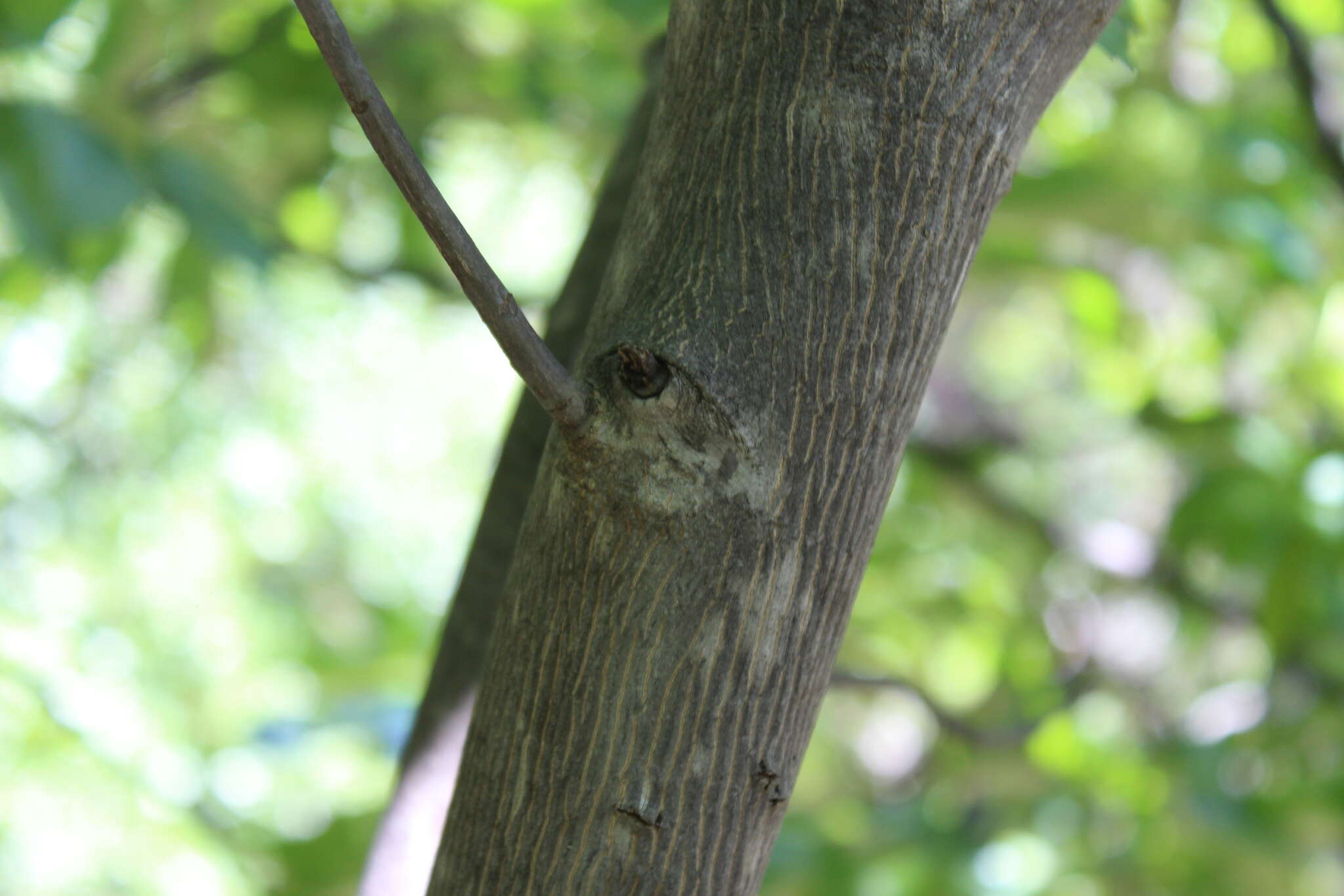 Image of black hickory