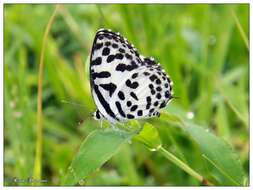 Image of Common Pierrot