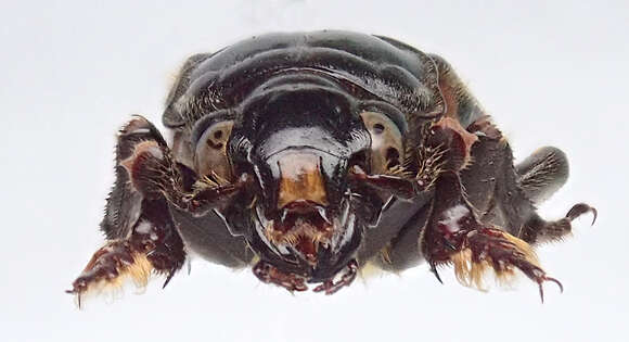 Image of Nicrophorus (Nicrophorus) interruptus (Stephens 1830)