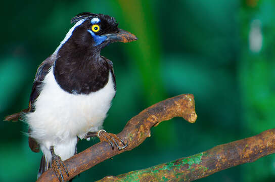 Image of White-naped Jay