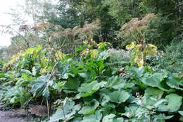 Imagem de Heracleum sosnowskyi Manden.