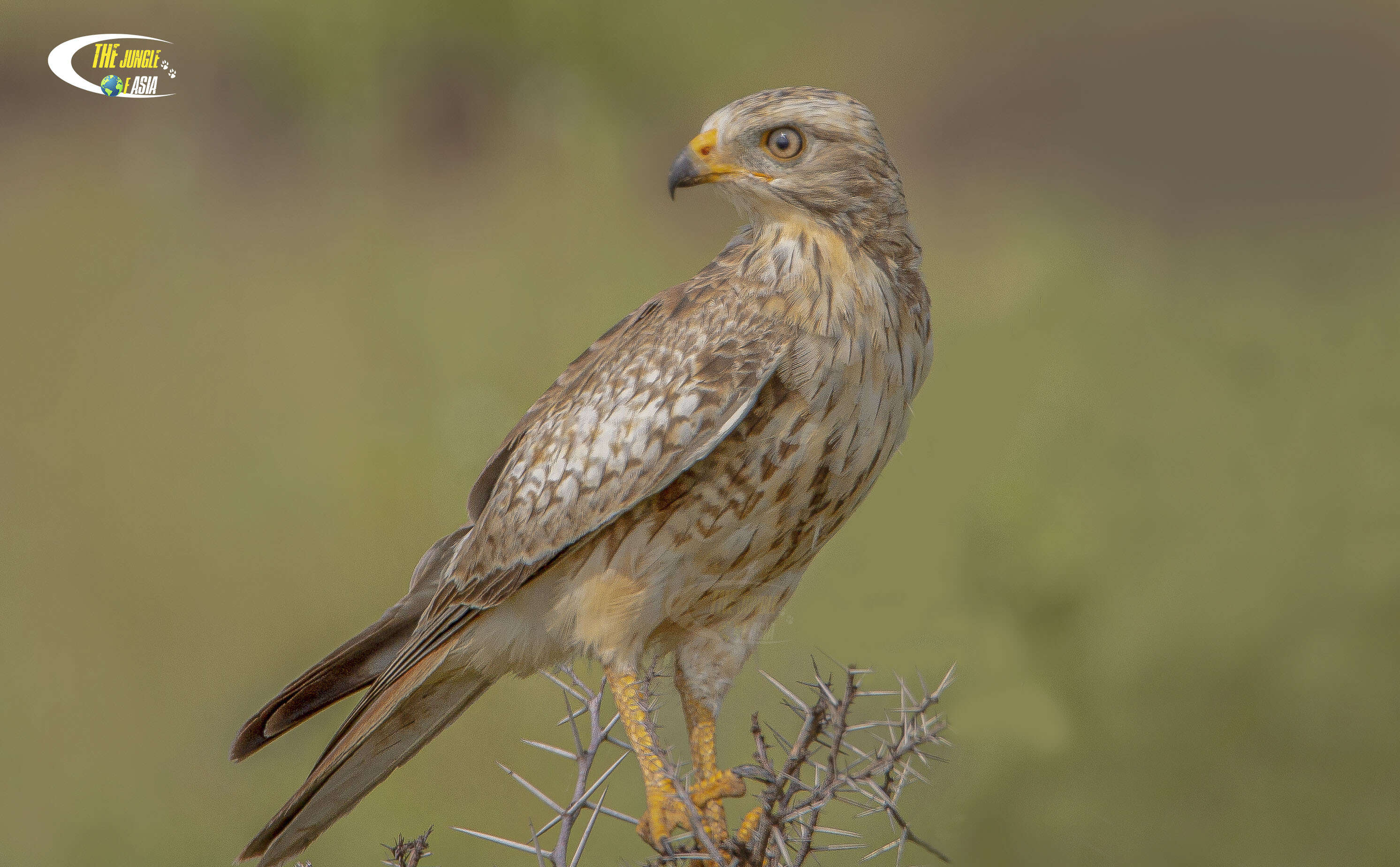 Image of White-eyed Buzzard