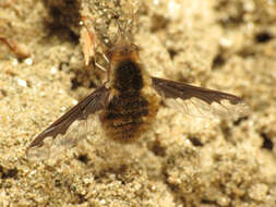 Image of Large bee-fly