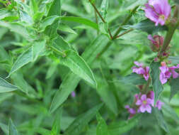 Image of Purple Loosestrife